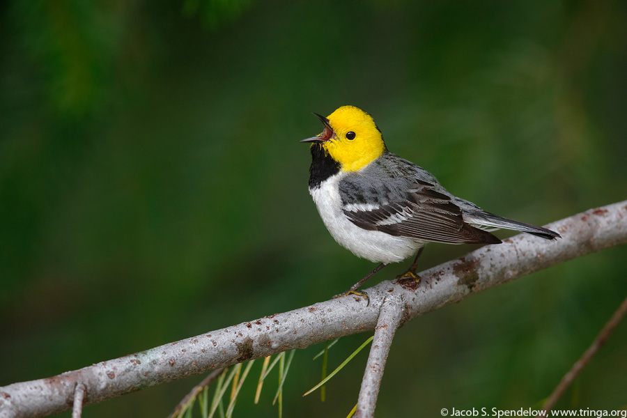 Hermit Warbler