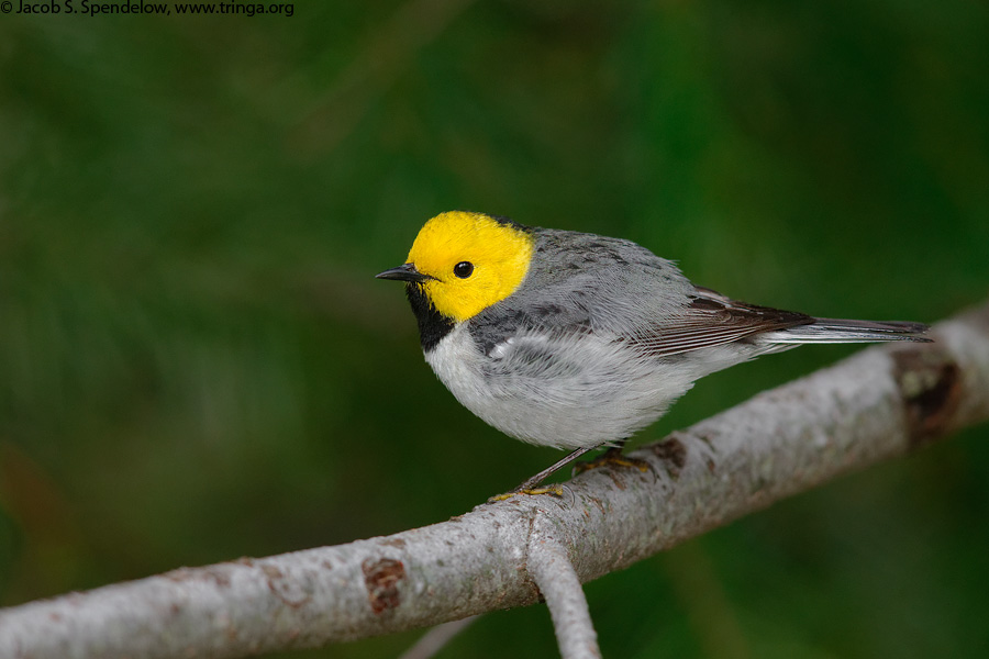 Hermit Warbler