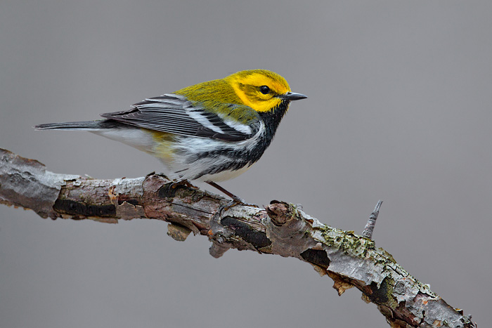 Black-throated Green Warbler