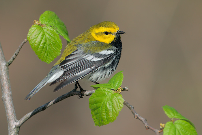 Black-throated Green Warbler