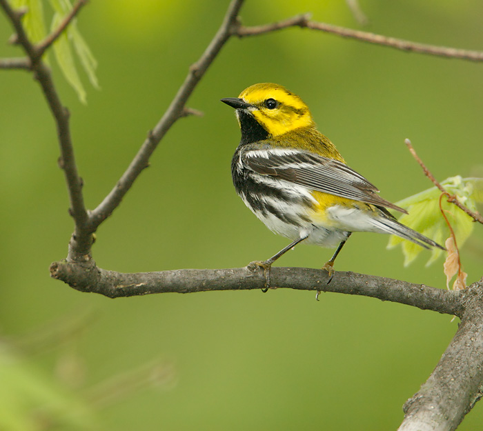 Black-throated Green Warbler