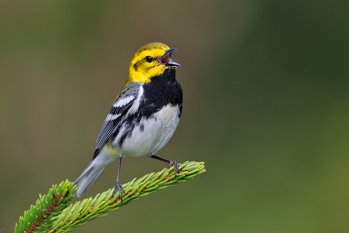 Black-throated Green Warbler