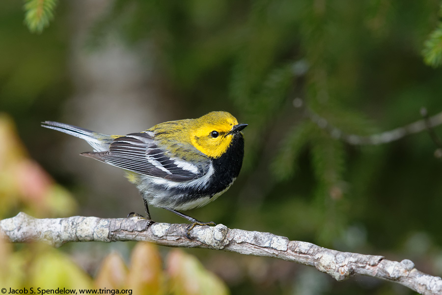 Black-throated Green Warbler