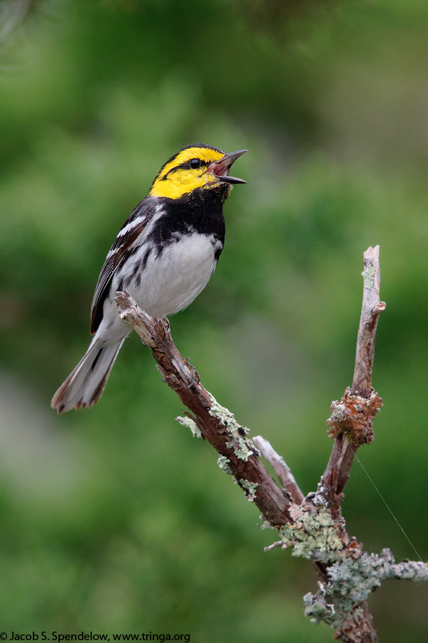 Golden-cheeked Warbler