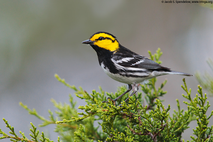 Golden-cheeked Warbler