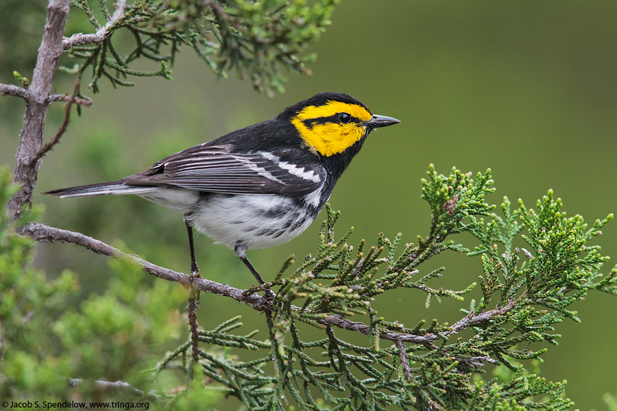 Golden-cheeked Warbler