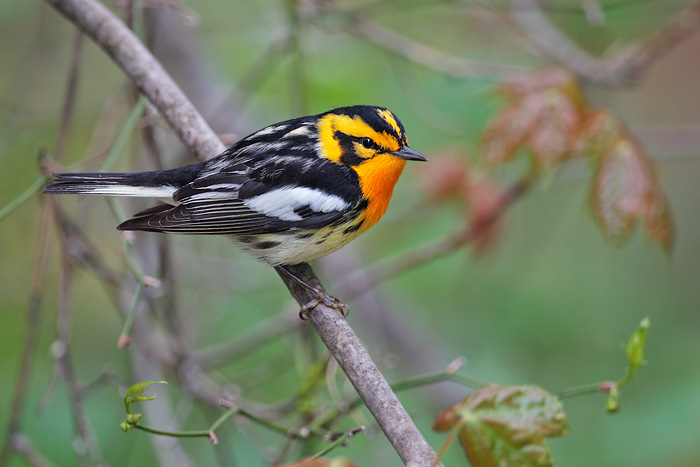 Blackburnian Warbler