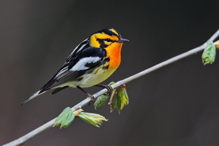 Blackburnian Warbler