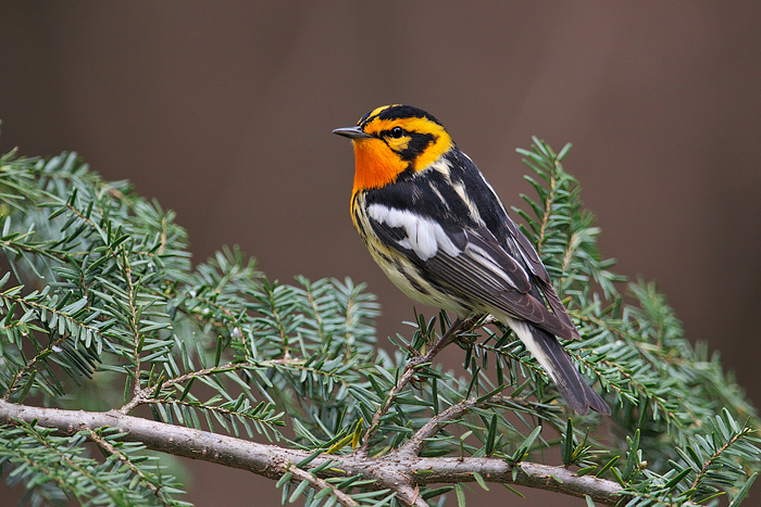 Blackburnian Warbler