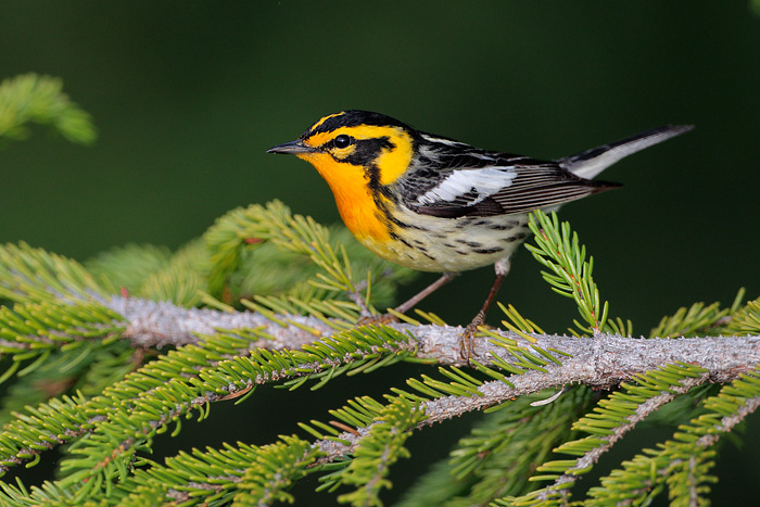 Blackburnian Warbler