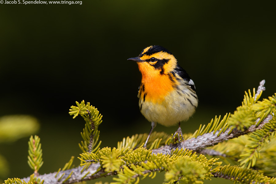 Blackburnian Warbler