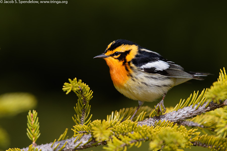 Blackburnian Warbler