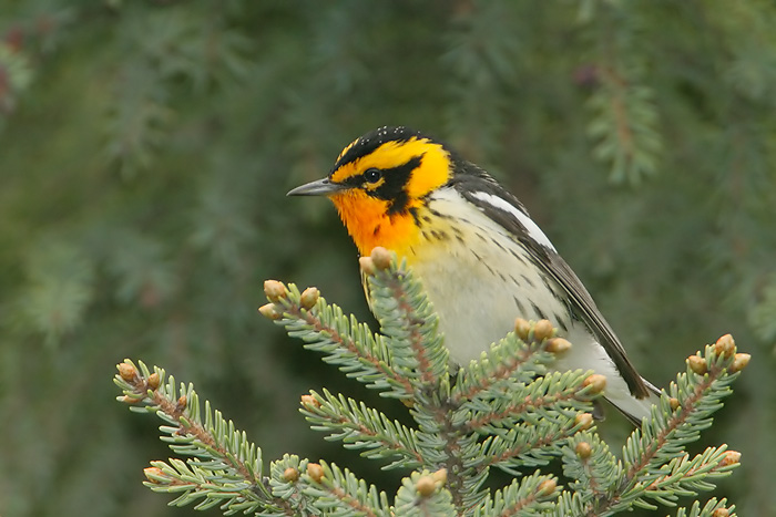 Blackburnian Warbler