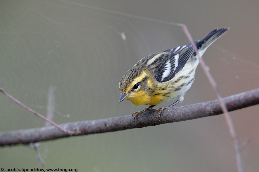 Blackburnian Warbler