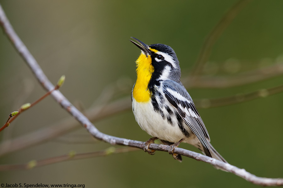 Yellow-throated Warbler