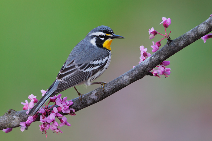 Yellow-throated Warbler