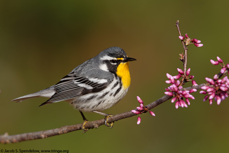 Yellow-throated Warbler