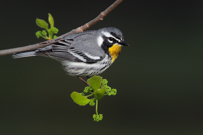 Yellow-throated Warbler