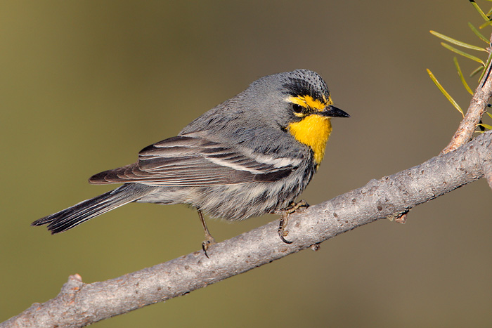 Grace's Warbler