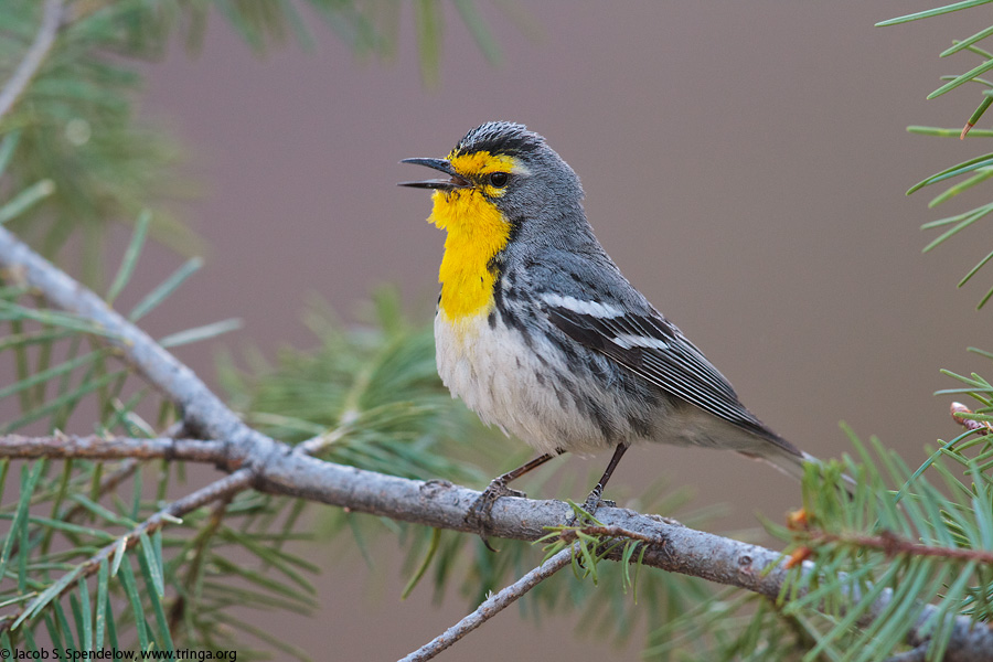 Grace's Warbler