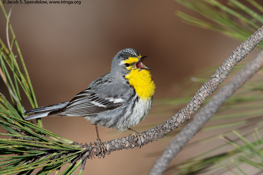 Grace's Warbler