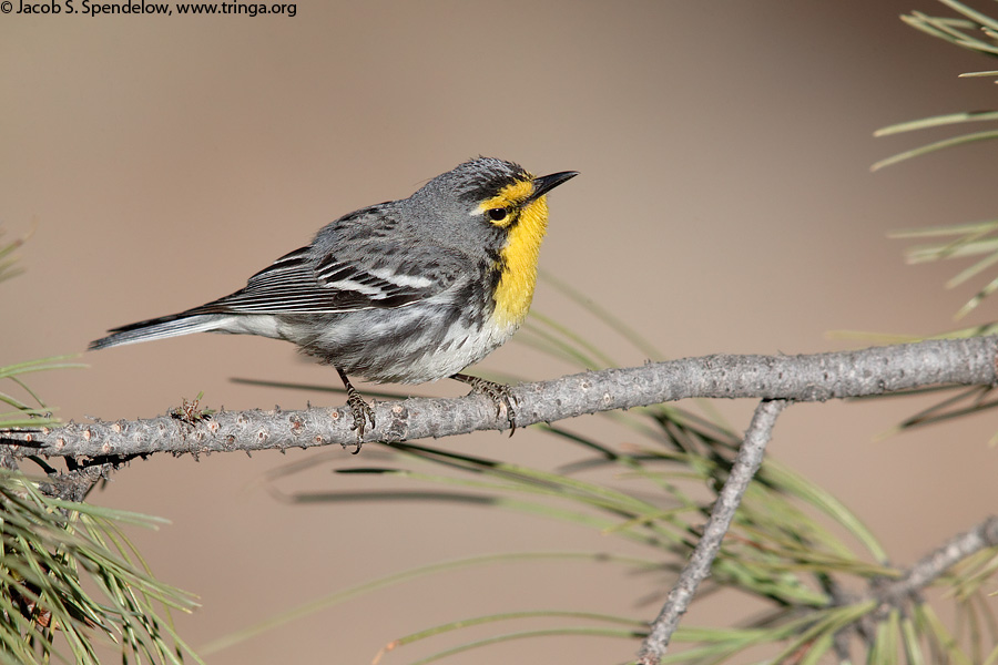 Grace's Warbler