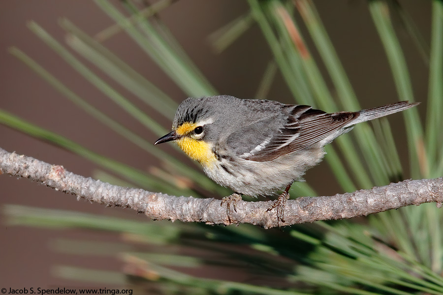 Grace's Warbler