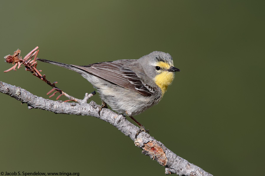 Grace's Warbler