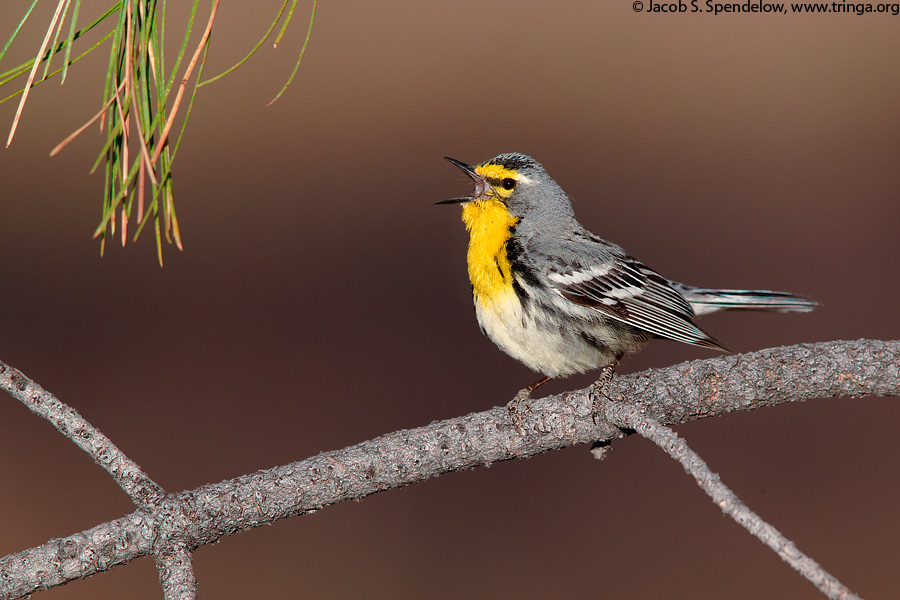 Grace's Warbler