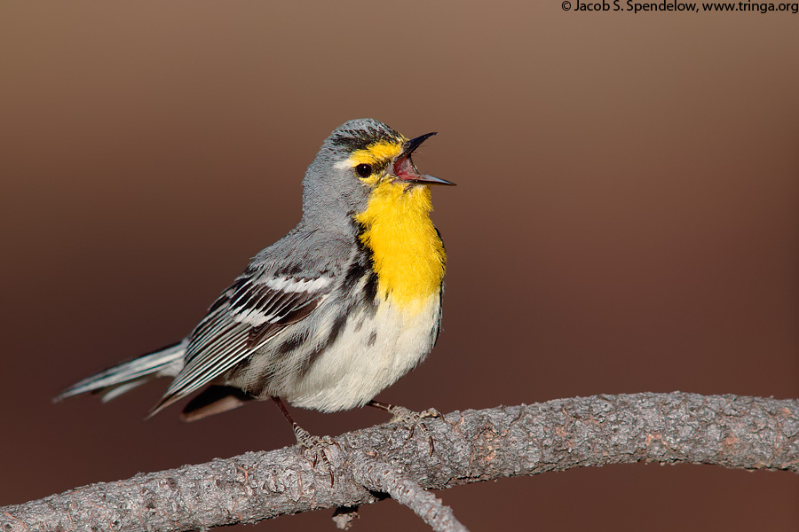 Grace's Warbler