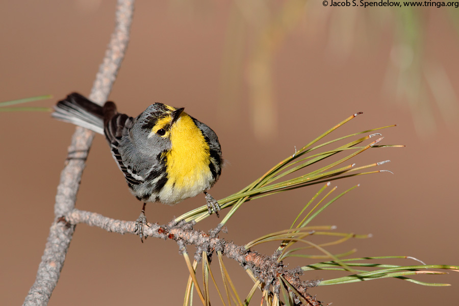 Grace's Warbler