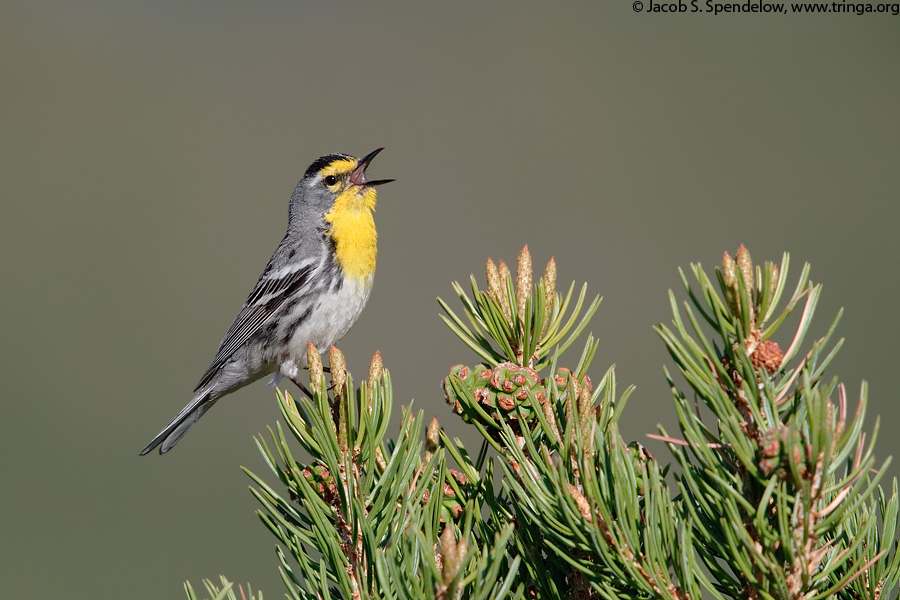 Grace's Warbler