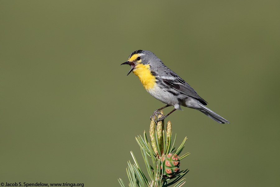 Grace's Warbler