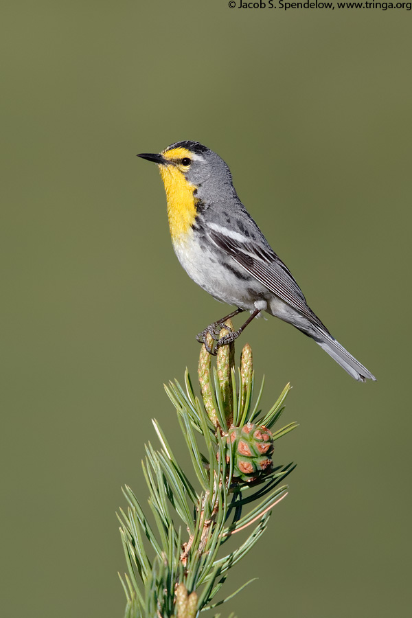 Grace's Warbler