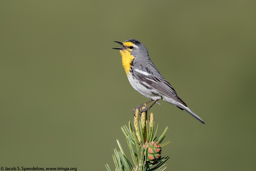 Grace's Warbler