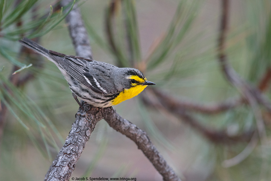 Grace's Warbler