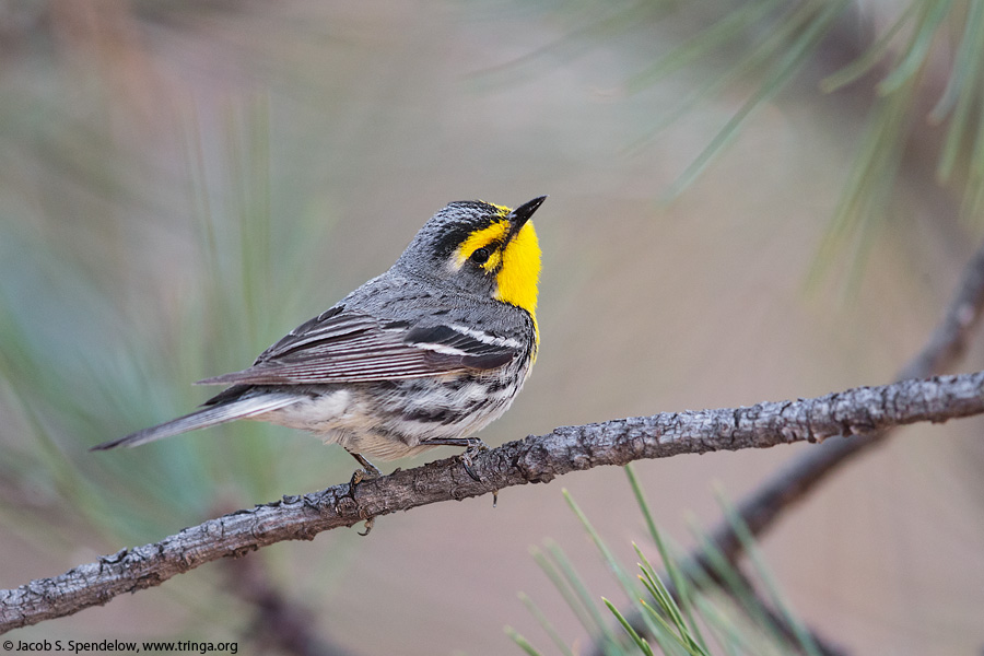 Grace's Warbler