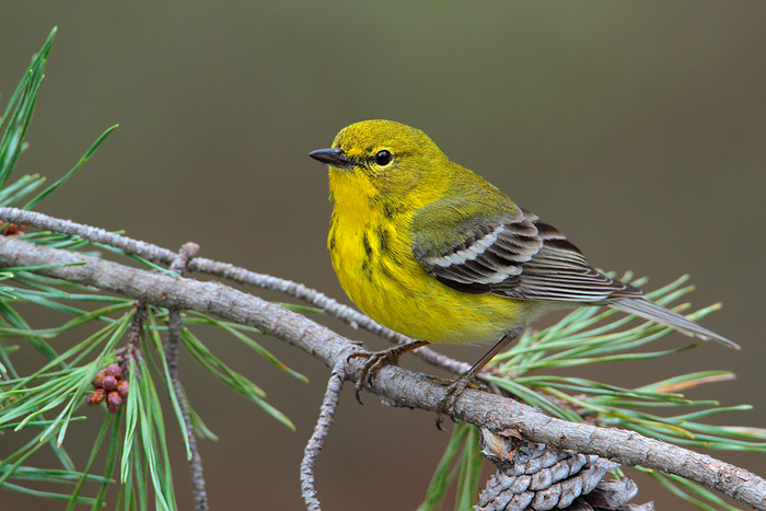 Pine Warbler