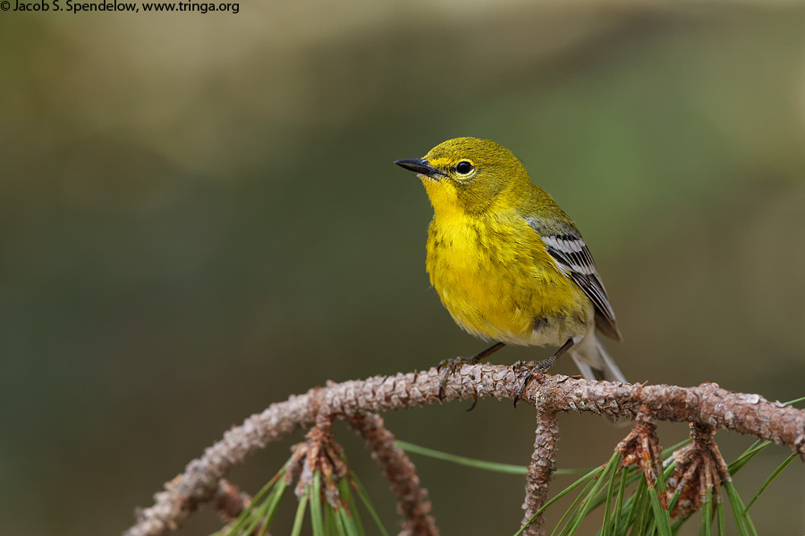 Pine Warbler