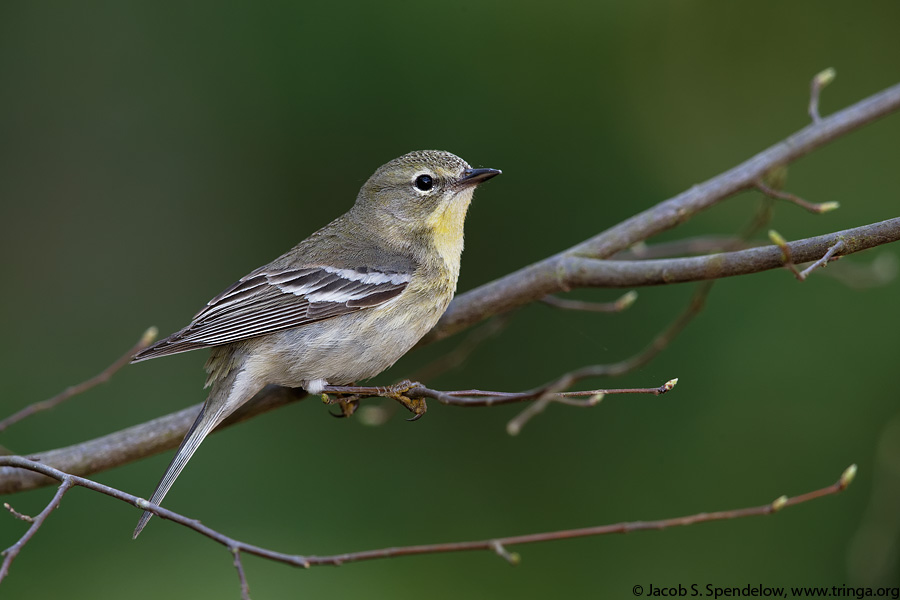 Pine Warbler