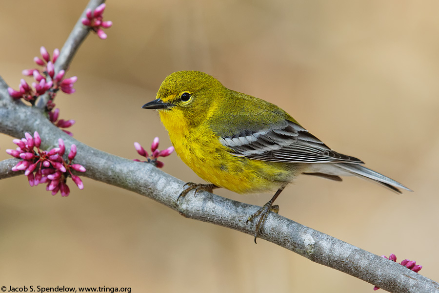 Pine Warbler