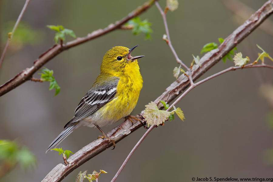 Pine Warbler