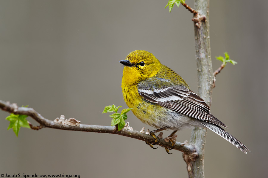 Pine Warbler