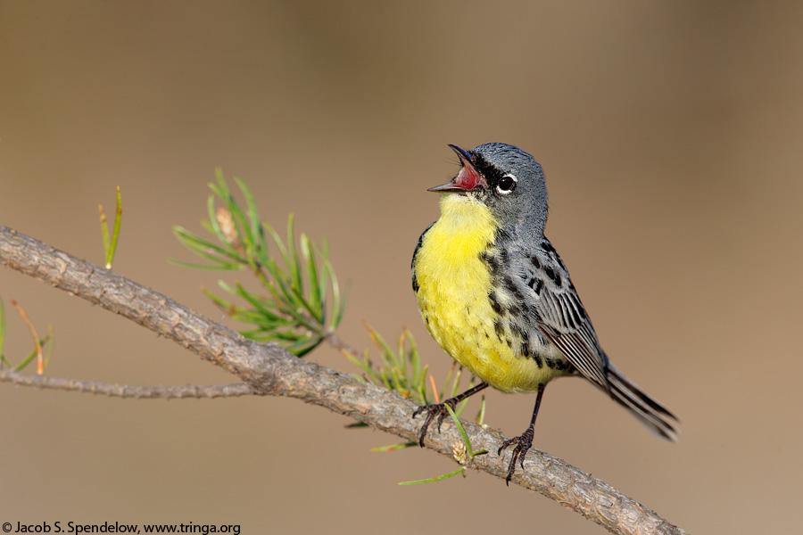 Kirtland's Warbler