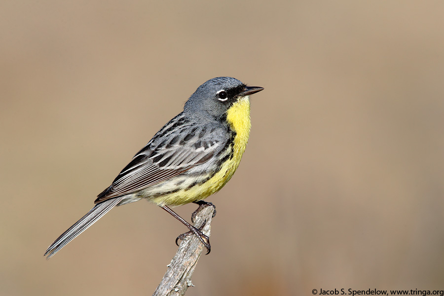 Kirtland's Warbler