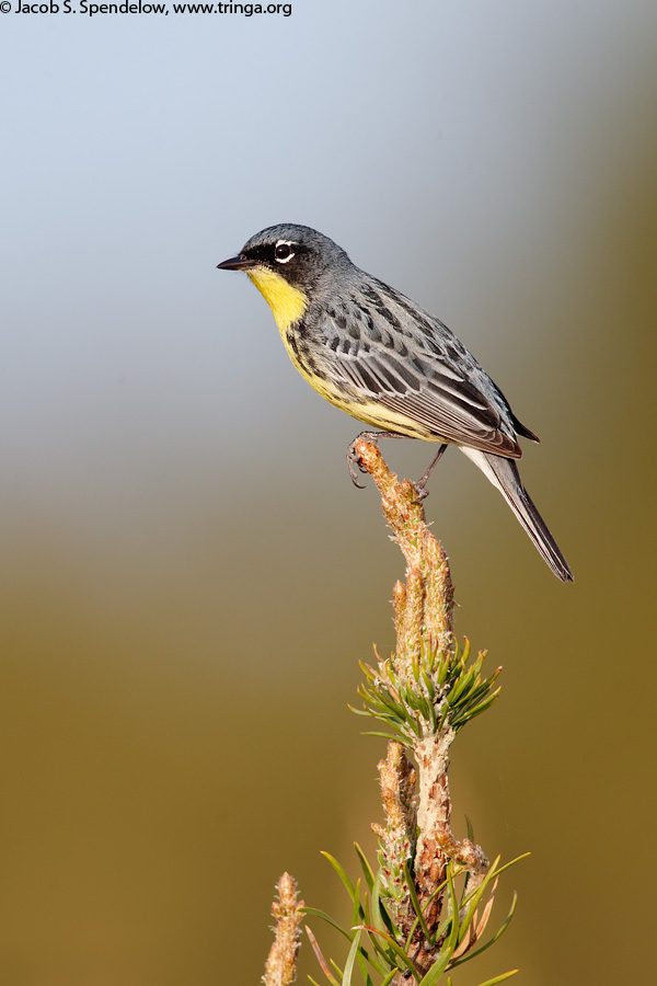 Kirtland's Warbler