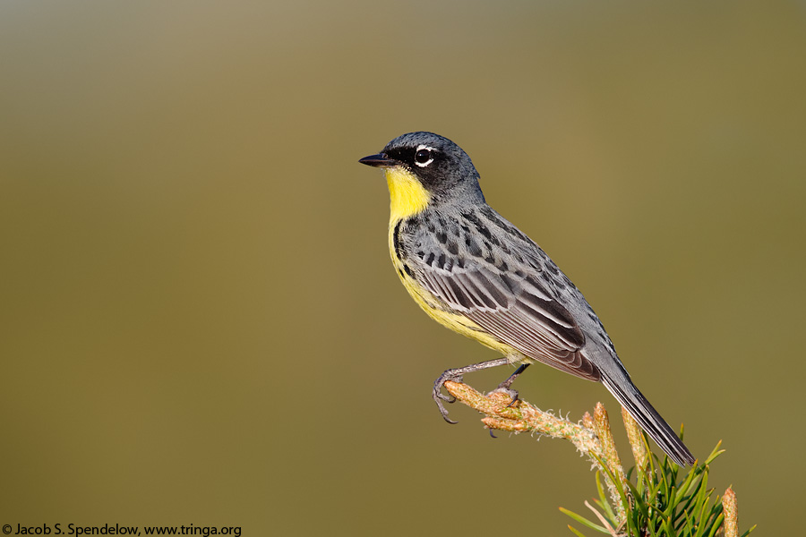 Kirtland's Warbler