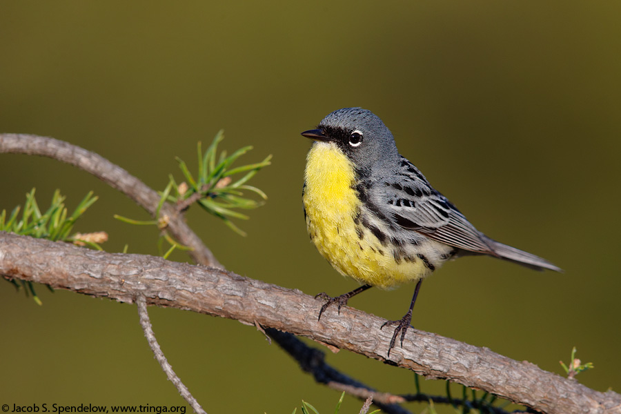 Kirtland's Warbler