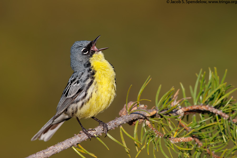 Kirtland's Warbler