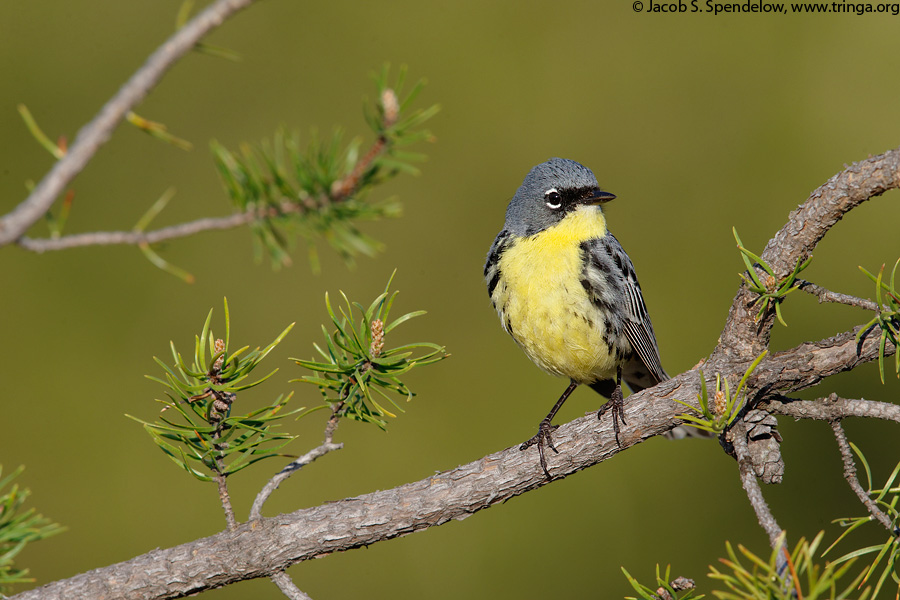 Kirtland's Warbler